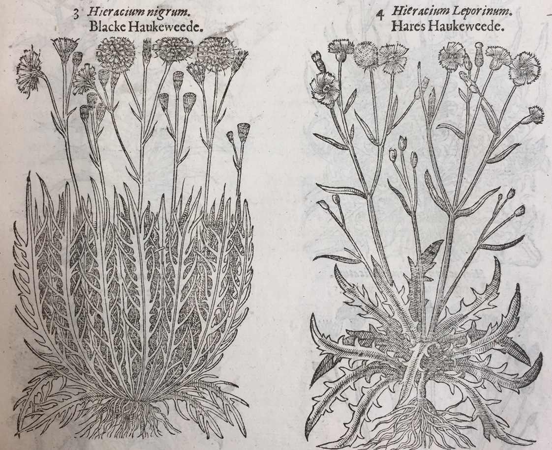 Two drawings of hawkweed plants