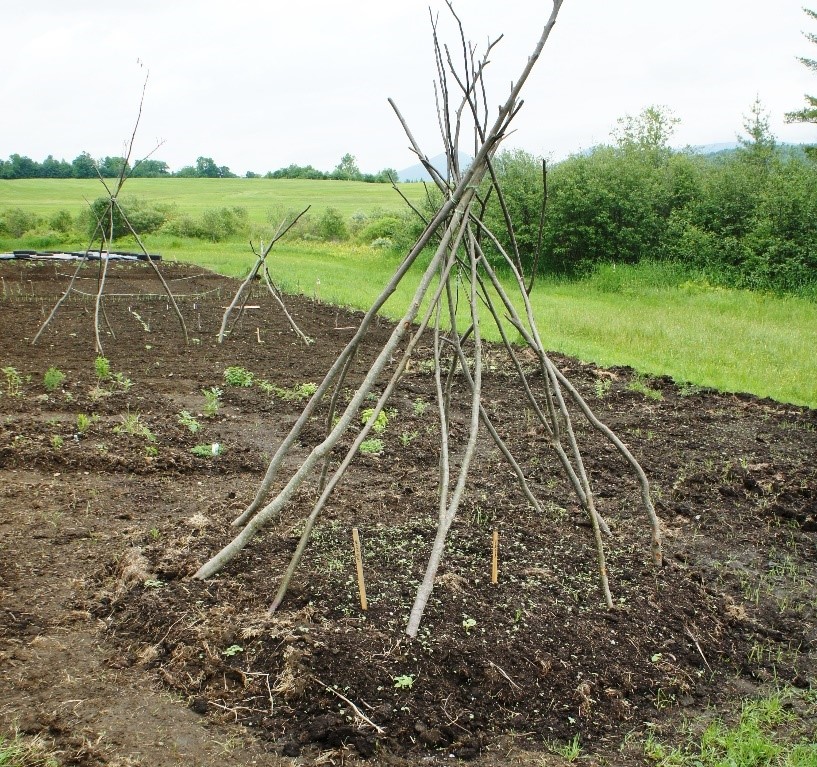 Several sapling frameworks used to support climbing beans stand in a mound garden ready for planting..